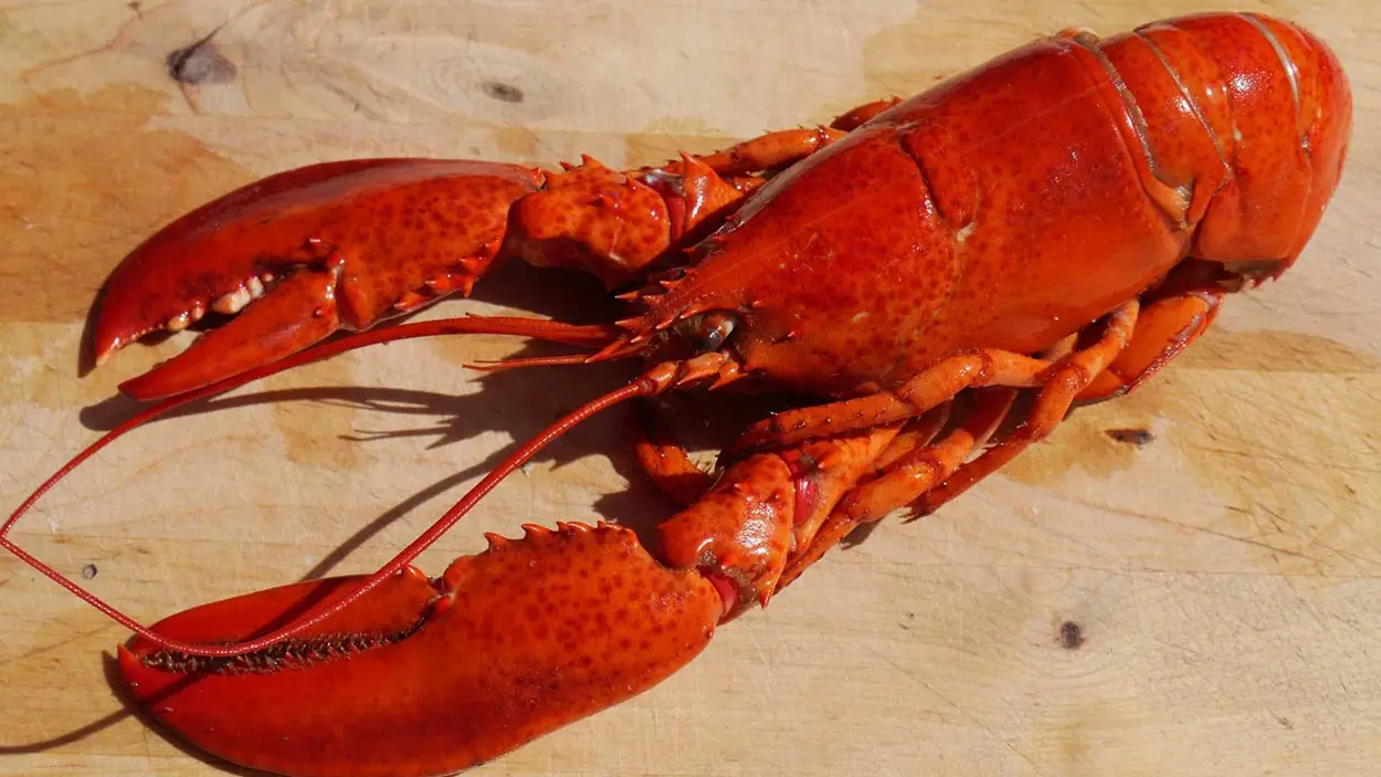 OK%20Marine%20hjelper%20deg%20med%20hummerfisket