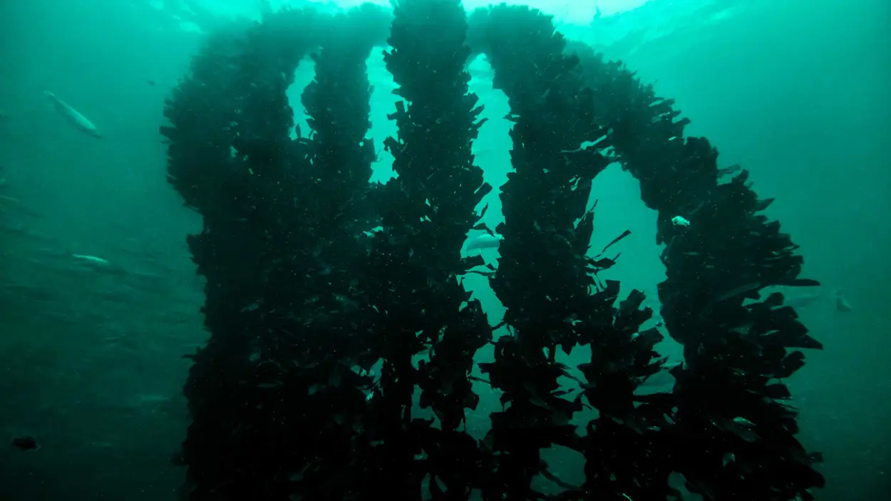 OK-Marine-rensefiskskjul